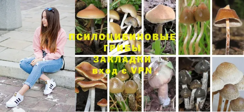 дарк нет состав  Полысаево  Галлюциногенные грибы Psilocybe 